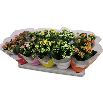 Kalanhoja blossfeldiana perfecta mix 5 kl Kalan Double Mix Perfecta 25cm 12cm Q3066