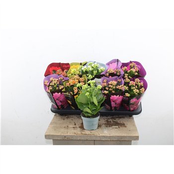 Kalanhoja blossfeldiana perfecta mix 5 kl Kalan Double Mix Perfecta 24cm 10.5cm Q3110