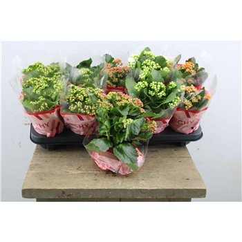 Kalanhoja blossfeldiana gevuld mix Kalan Double Mix 23cm 10.5cm Q3112