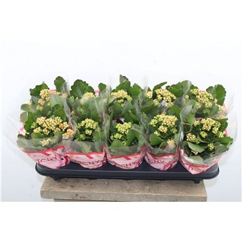 Kalanhoja perfecta orange Kalan Double Orange 23cm 10.5cm Q3179