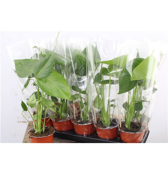 Monstera deliciosa 40cm 12cm Q3332