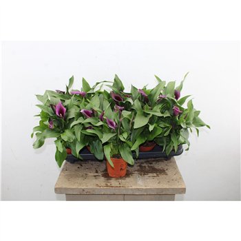 Kala paco Zanted Paco 27cm 11cm Q3340