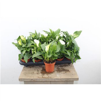 Kala captain fresco Zant Capt Fresco 27cm 11cm Q3343