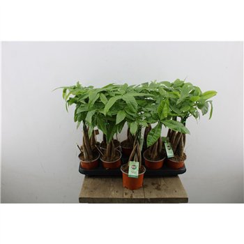 Pachira aquatica 45cm 12cm Q4234