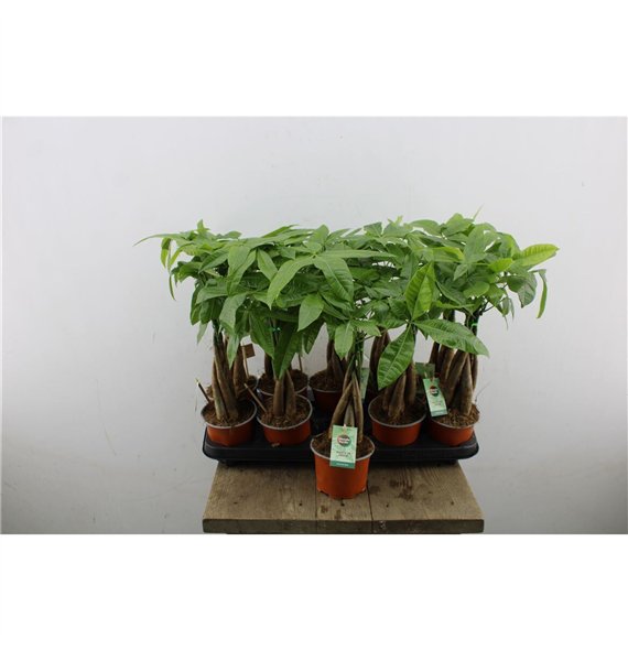 Pachira aquatica 45cm 12cm Q4234