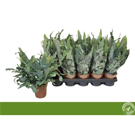 Phlebodium blue star 40cm 12cm Q4523