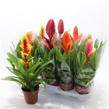 Vriesea mix 8 kinds 40cm 12cm Q4684