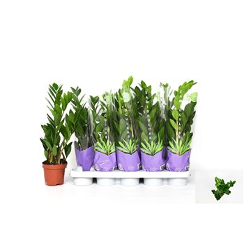 Zamija zamiifolia Zamiifolia 4+ 50cm 12cm Q4861