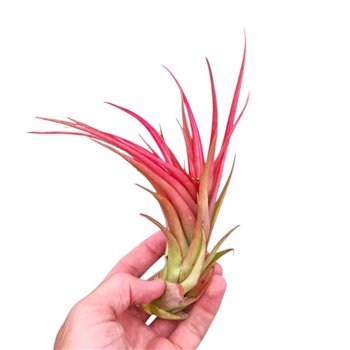 Tillandsia Multiflora large red 1 fl 15cm 20cm Q4986