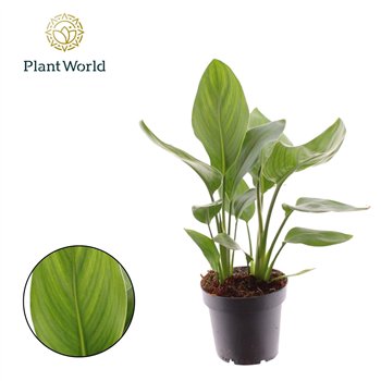 Strelicija reginae without flower Reginae 12cm 2 pp fl 35cm 12cm Q5089