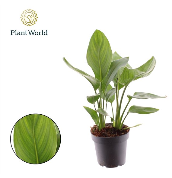 Strelicija reginae without flower Reginae 12cm 2 pp fl 35cm 12cm Q5089