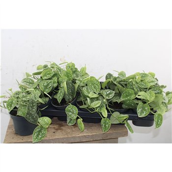 Scindapsus pictus argyraeus 15cm 12cm Q5167