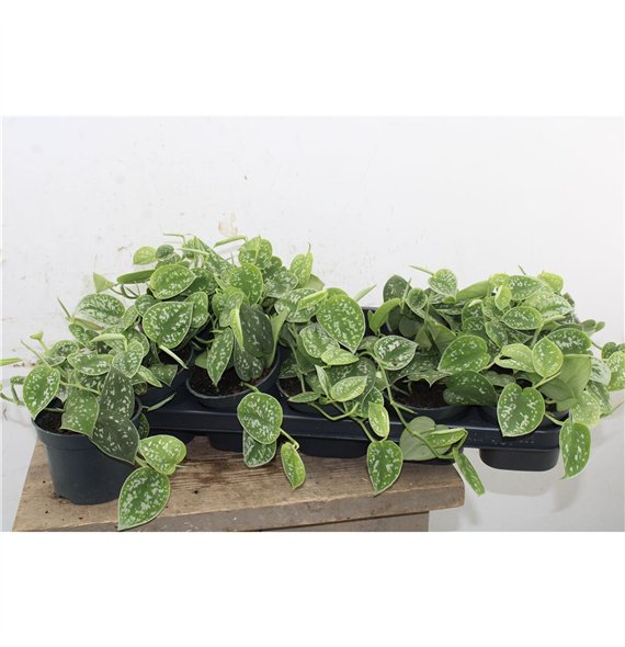 Scindapsus pictus argyraeus 15cm 12cm Q5167