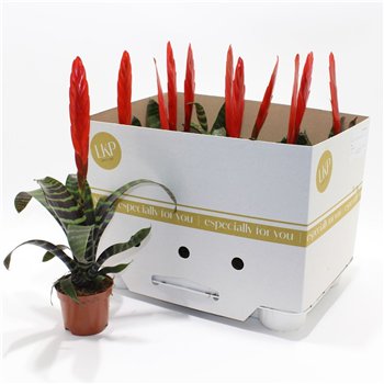 Vriesea era 50cm 9cm Q4911