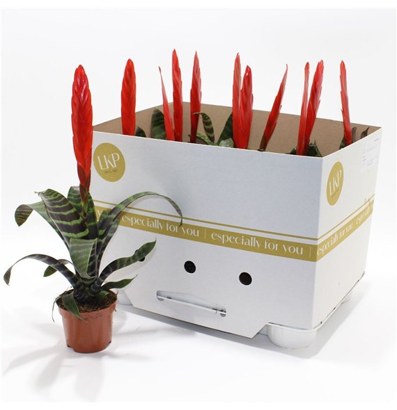 Vriesea era 50cm 9cm Q4911