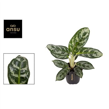 Aglaonema amazon silver Amazon Silver 1 pp 30cm 12cm Q165
