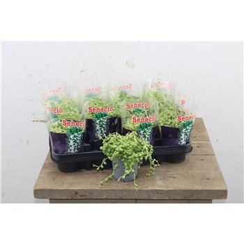Senecio rowleyanus 25cm 9cm Q385