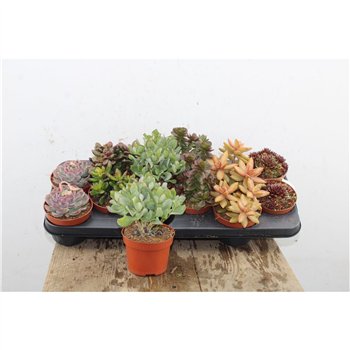 Sukulente Dark Mix 15cm 8.5cm Q1604