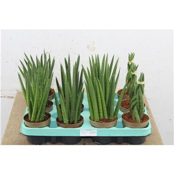 Taščin jezik - Sanseveria cylindrica Cylindrica Mix 25cm 9cm Q1658