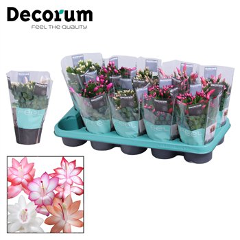 Schlumbergera mix Mix with sleeve - Decorum 30 fl 20cm 10.5cm Q1683