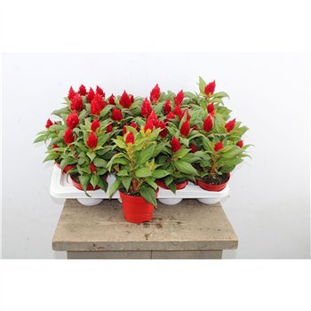 Celosia argentea plumosa grp kelos fire red Plumosa Kelos Red 30cm 12cm Q1770