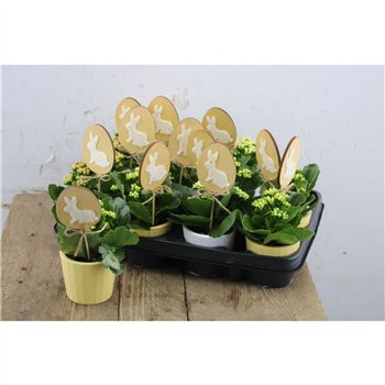 Kalanhoja blossfeldiana rosalina mixed Mix 15cm 7cm Q3115