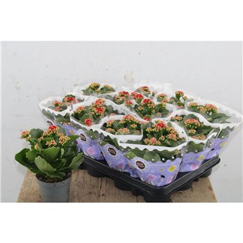 Kalanhoja blossfeldiana gevuld rubio red Kalan Double Red 19cm 9cm Q3180