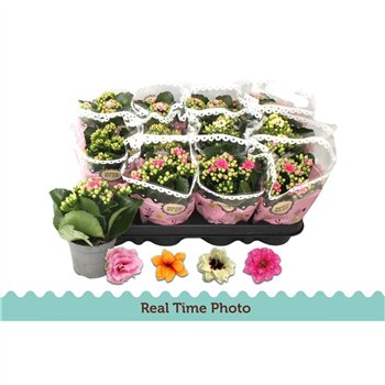 Kalanhoja calandiva special mix Kalan Double Special Mix 19cm 9cm Q3181