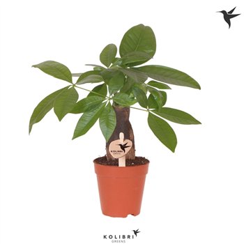 Pachira aquatica Kolibri Greens 1 pp 31cm 9cm Q4218