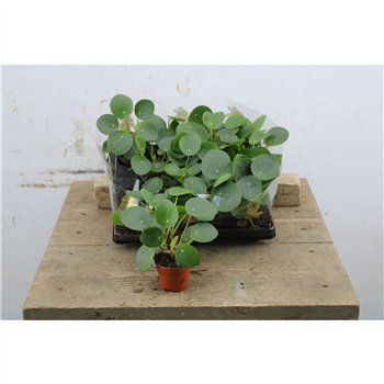 Pilea peperomioides Peperomioides Mini 15cm 6cm Q4247