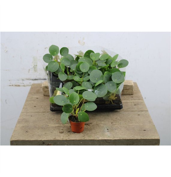 Pilea peperomioides Peperomioides Mini 15cm 6cm Q4247