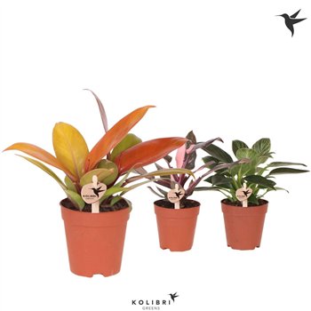 Philodendron Kolibri Greens mix 1 pp 20cm 9cm Q4448