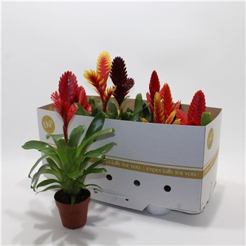 Vriesea mix 26cm 10.5cm Q4679