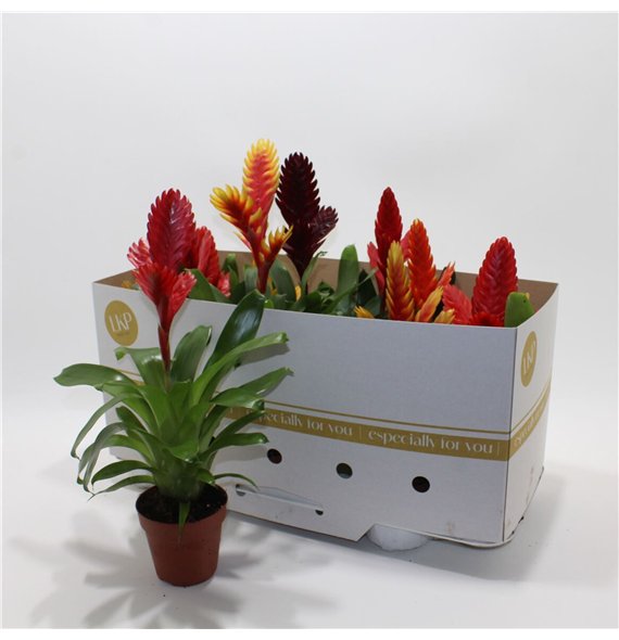 Vriesea mix 26cm 10.5cm Q4679