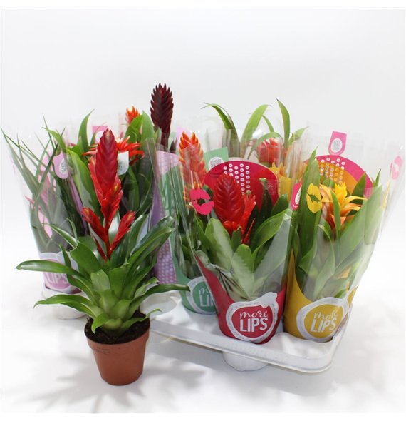 Bromelia mix 26cm 10.5cm Q4680