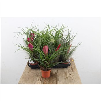 Tillandsia cyanea Mix 20cm 9cm Q5021