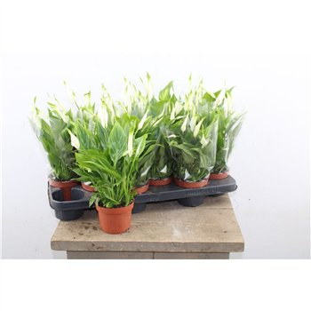 Spatifil chopin Chopin 8+ 30cm 10.5cm Q5133