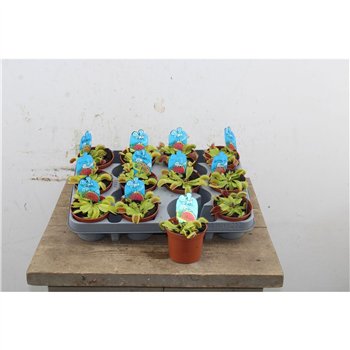 Dionaea muscipula 10cm 8.5cm Q5314