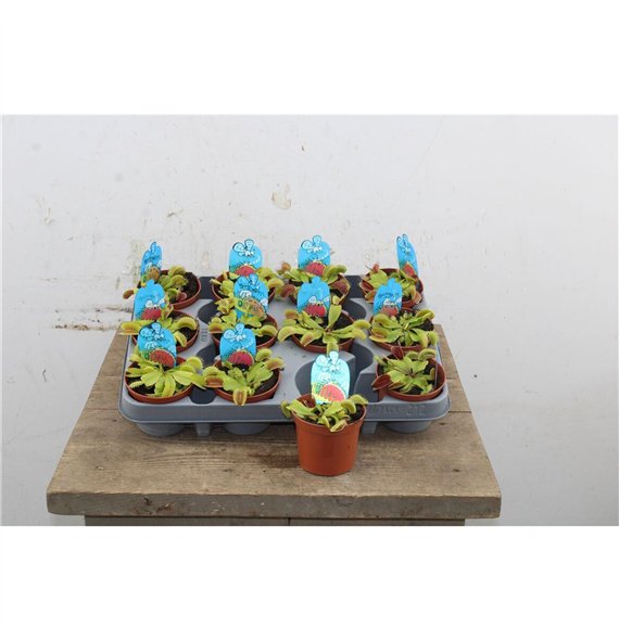 Dionaea muscipula 10cm 8.5cm Q5314