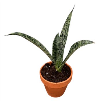 Taščin jezik - Sanseveria Everest 1 pp 10cm 8cm Q1009