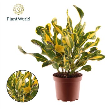 Kroton variegatum Croton Yellow Mammi 3pp kopstek 3 pp 30cm 12cm Q1947