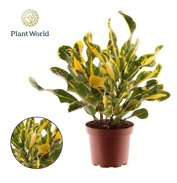 Kroton variegatum Croton Yellow Mammi 3pp kopstek 3 pp 30cm 12cm Q1947