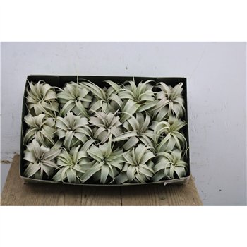 Tillandsia xerographica 9cm 9cm Q5016