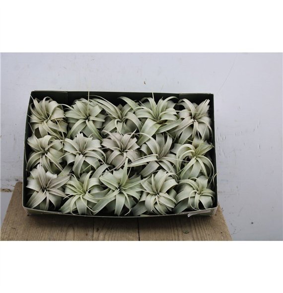 Tillandsia xerographica 9cm 9cm Q5016