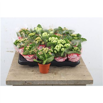 Kalanhoja blossfeldiana gevuld mix Kalan Double Mix 15cm 8cm Q3107