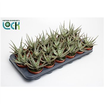 Aloe somaliensis 15cm 8.5cm Q269