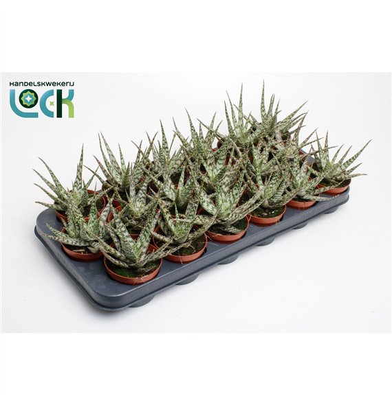 Aloe somaliensis 15cm 8.5cm Q269