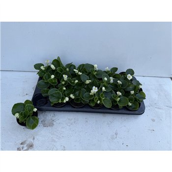 Begonija other Beg Semp White 15cm 9cm Q819