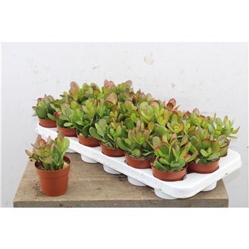 Crassula ovata 10cm 8.5cm Q1537