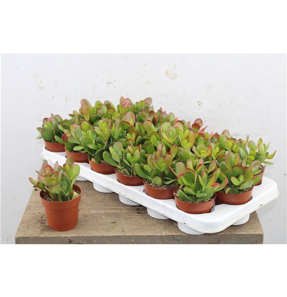 Crassula ovata 10cm 8.5cm Q1537